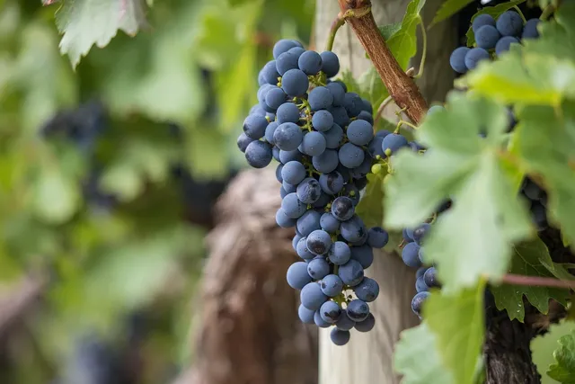 _0035_RSFConnector_January 2021-14.jpg